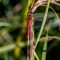 Ruddy darter