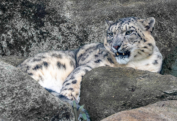 Snow leopard