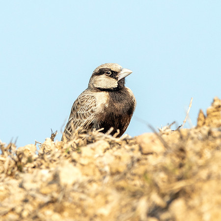 Ashy crowned sparrow lark