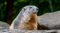 Alpine Marmot