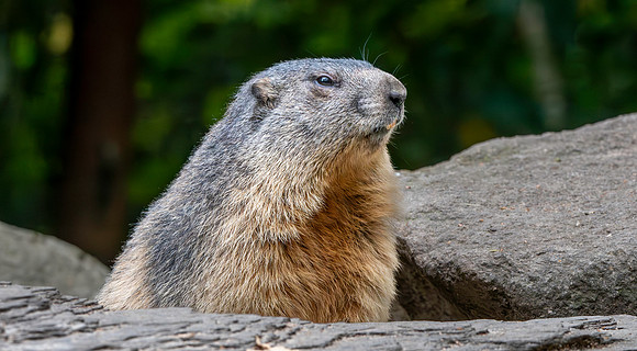 Alpine Marmot