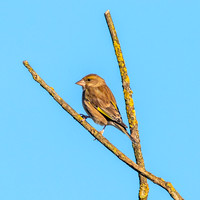 Greenfinch