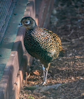 Green pheasant, female