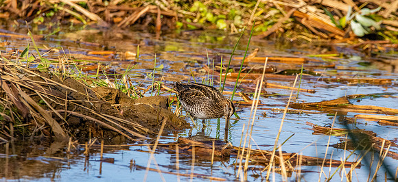 Common snipe
