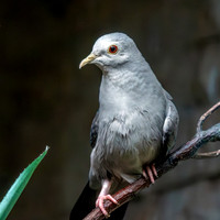 Blue ground dove, male