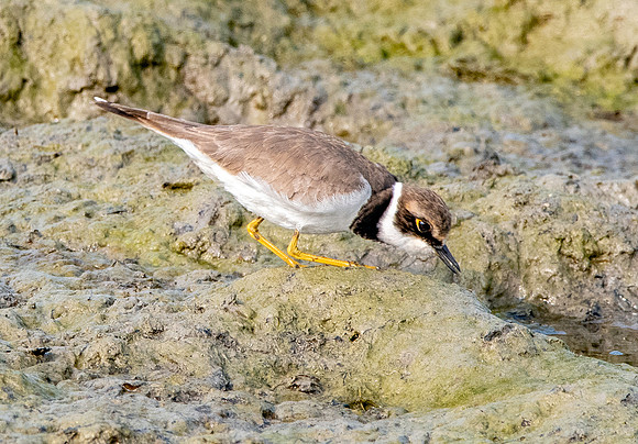 Little ringed plover