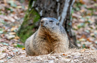 Alpine Marmot