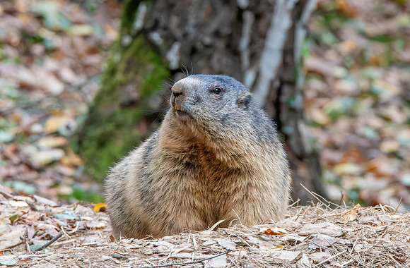 Alpine Marmot