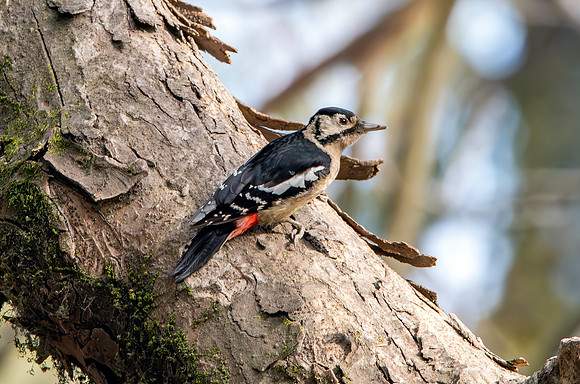 Himalayan woodpecker