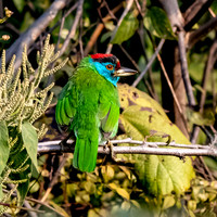 Blue throated barbet