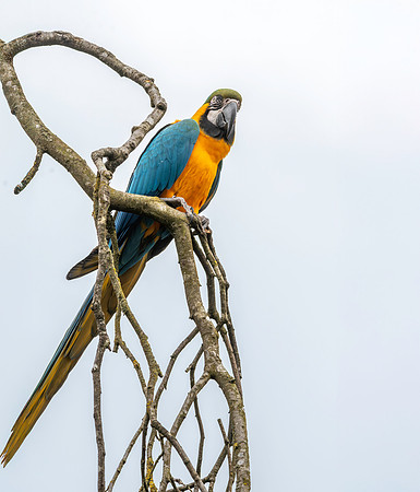 Blue throated macaw