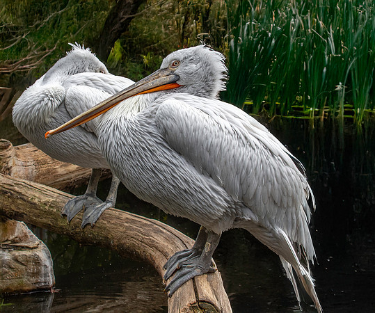 Dalmation pelican