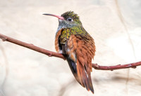 Amazilla hummingbird