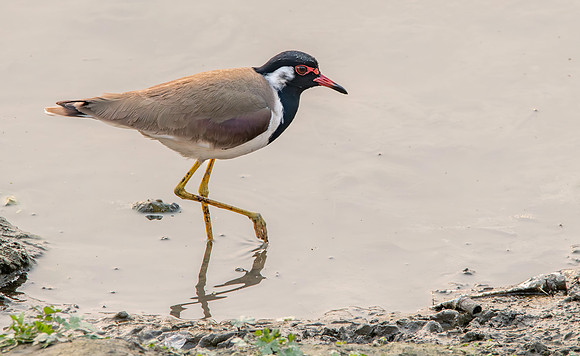 Red wattled lapwing