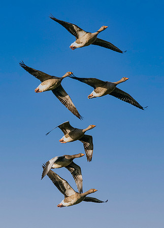 Greylag goose