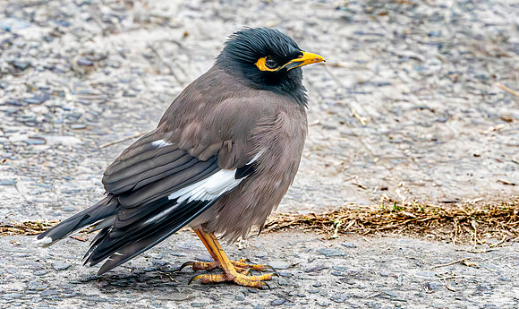 Jungle myna