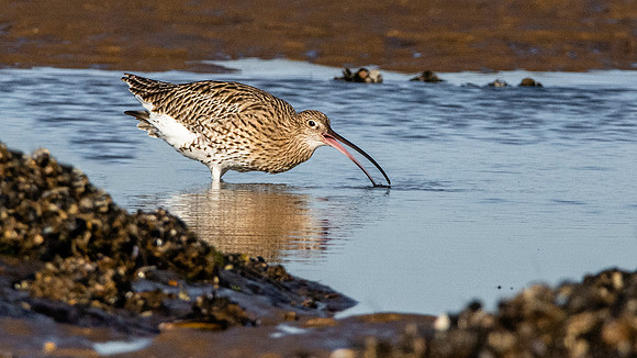 Curlew