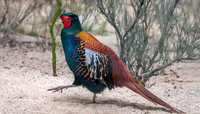 Bianchi pheasant