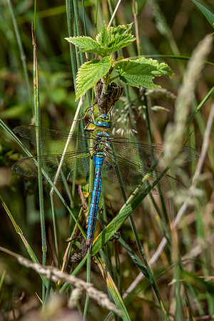Emperor dragonfly, male