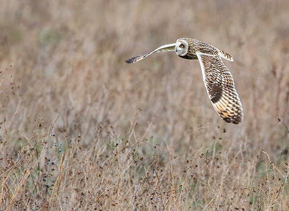 Short eared owl