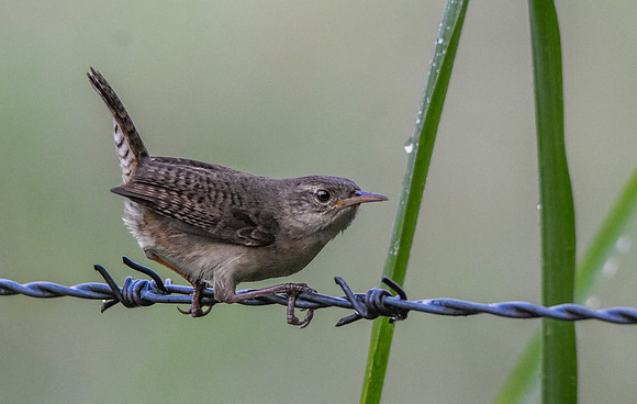 House wren