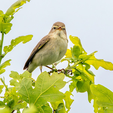 Willow warbler