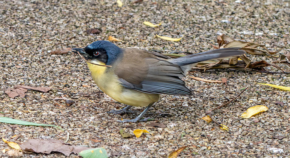 Blue crowned laughing thrush