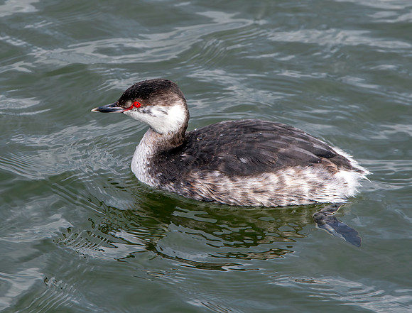 Slavonian grebe