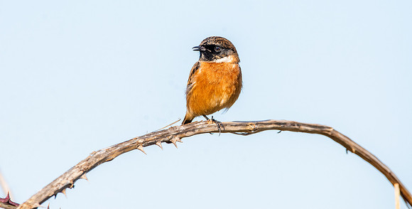Stonechat