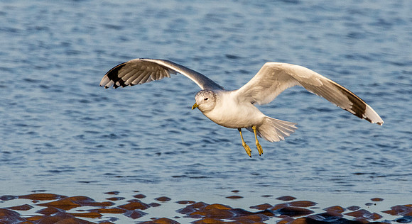 Common gull