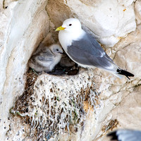 Black legged kittiwake