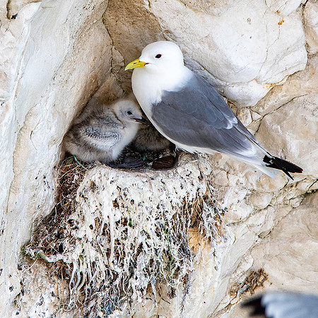 Black legged kittiwake