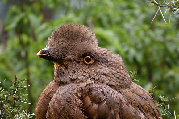 Guianan cock-of-the-rock, female