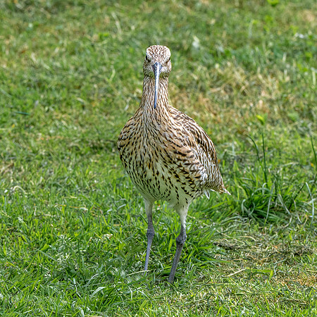 Curlew