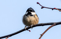 Coal tit