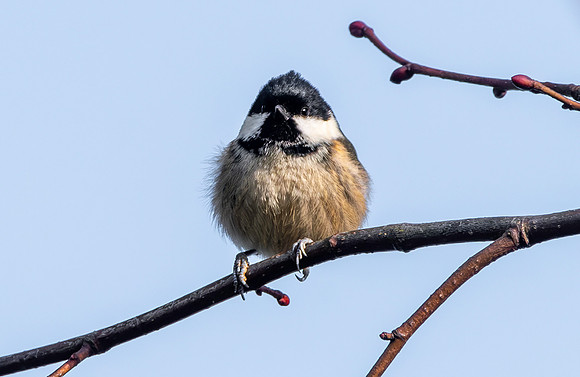Coal tit