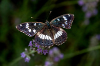 White admiral
