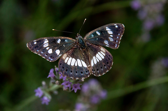 White admiral