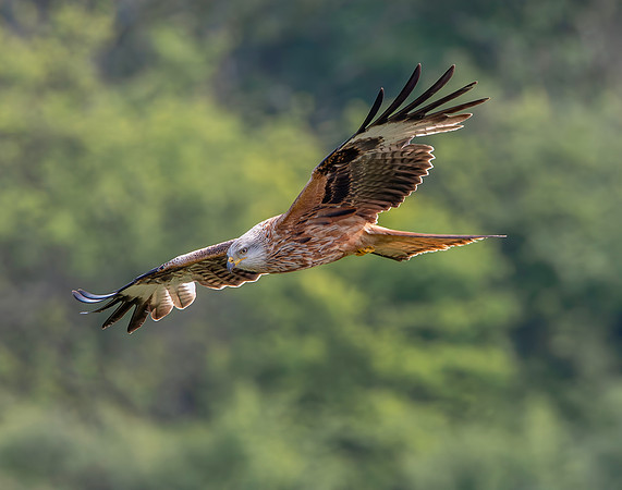 Red kite, flying