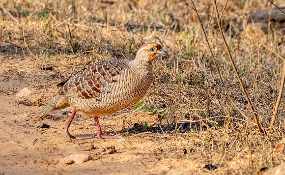 Grey francolin