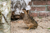 Chilean Tinamou