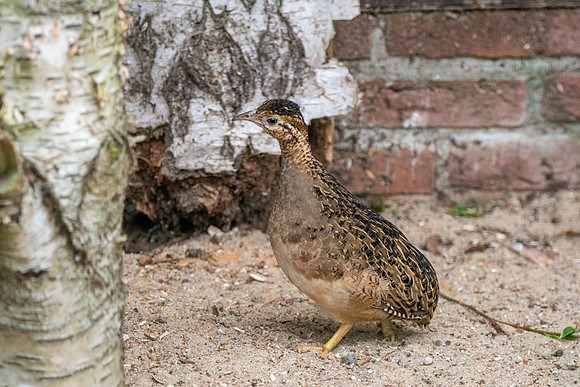 Chilean Tinamou