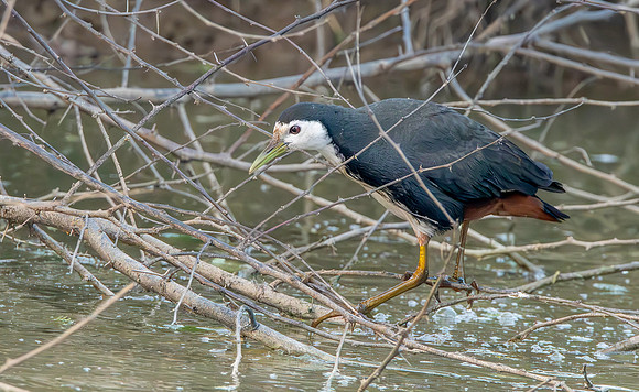 White breasted waterhen