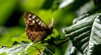 Speckled wood