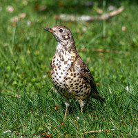 Mistle thrush