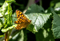 Speckled wood