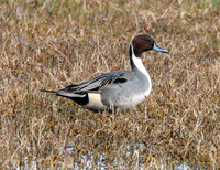 Northern Pintail