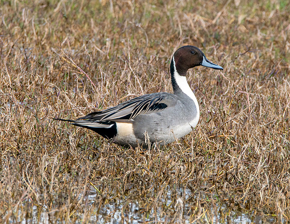 Northern Pintail