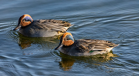 Common teal