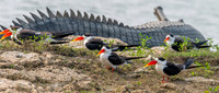 Indian skimmer